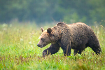 Niedźwiedź brunatny (Ursus arctos) - obrazy, fototapety, plakaty