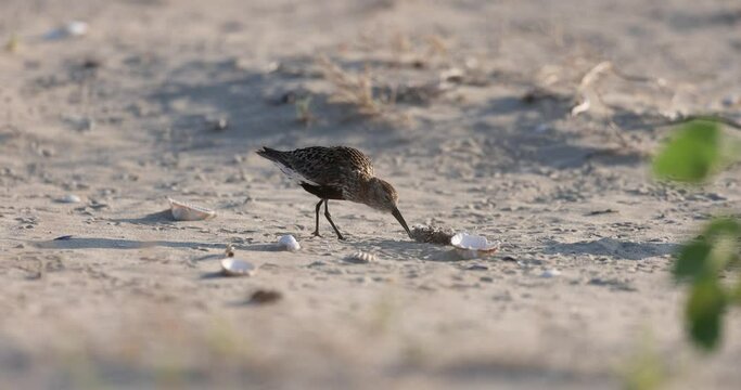 Wader or shorebird, dunlin (Calidris alpina) a small wader.