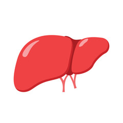 Human liver icon. Flat illustration of human liver vector icon for web design.