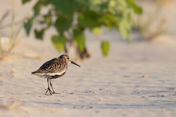 Wader or shorebird, dunlin (Calidris alpina) a small wader.