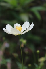 white flower of a flower