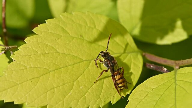 Flavous Nomad Bee (Flava nomada) cleaning its antenna and abdomen with its legs before flying away. May, Kent, UK. [Slow motion x10]