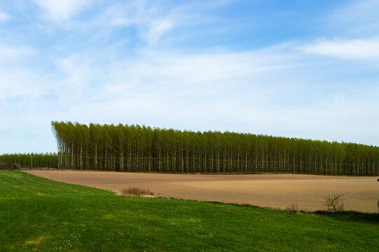 Beautiful Grove with trees