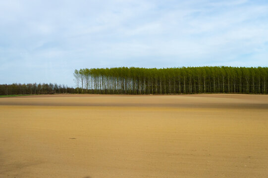 Beautiful Grove with trees in Sweden and empty land