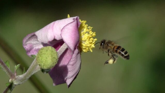 Honey Bee (Apis melifera) hovering in front of and landing on a flower. September, Kent, UK. [Slow motion x10]