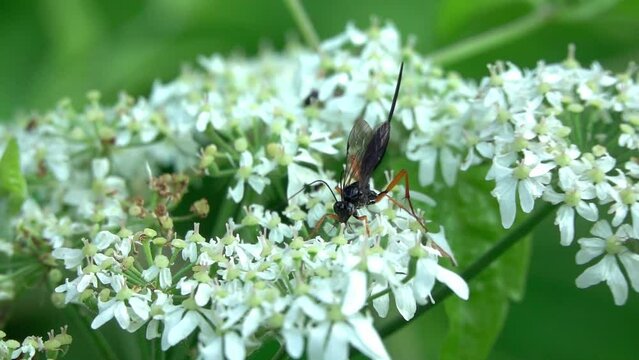 Ichneumon Wasp (probably Pimpla hypochondriaca) feeding on the flower head of an umbellifer. July, Kent, UK. [Slow motion x10]