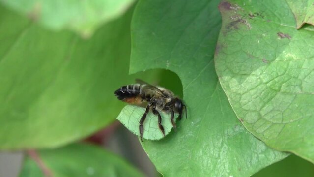 Leafcutter Bee (Megachilidae - probably Patchwork leafcutter bee, Megachile centuncularis) cutting a large piece of leaf from a plant to fill its nest. August, Kent, UK. [Slow motion x10]