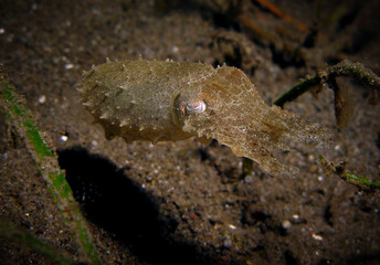 A young sepia cuttlefish showing its camouflage abilities. Dauin, Negros Oriental, Philippines