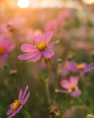 Obraz premium Cosmos flower garden at sunset. Flower landscape.
