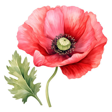 Red Poppy flower watercolor illustration isolated on transparent background