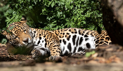 Jaguar predator light lazily on the ground