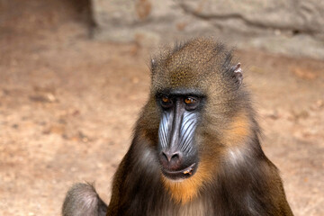 Close Up photo of a male mandrill with a blue snout