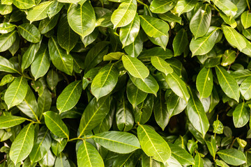 Hedge Foliage Texture