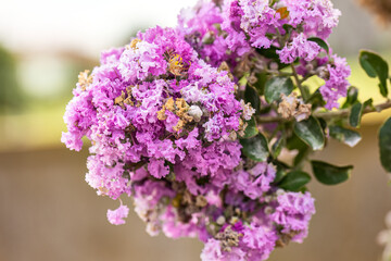 Blooming Powhatan Lagerstroemia Detail