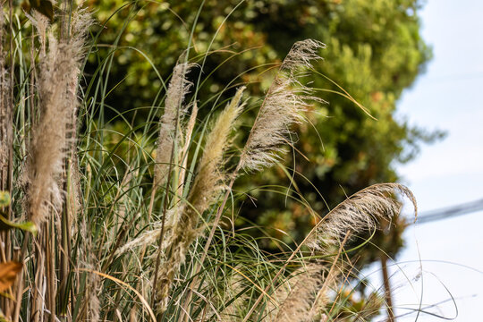 Garden Pampas Grass Detail