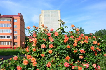 a large rose bush in a residential area on a clear summer morning