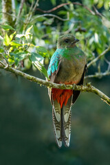 Pharomachrus mocinno is an animal species belonging to the genus Pharomachrus. Küesal.