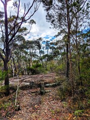 australian natural rainforest