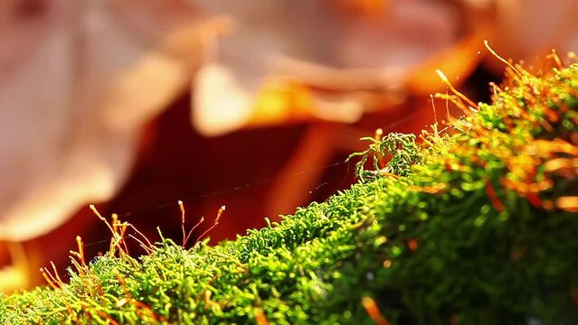 shot of forest moss in autumn motion