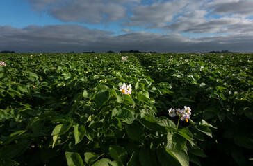 Flowering potato plants on straight ridges, photographed from the ground. It gives a different perspective.
