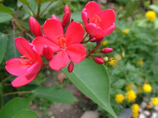 The red plumeria flower in the tropical zone