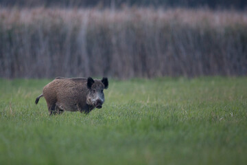 Wild boar in a clearing in the wild