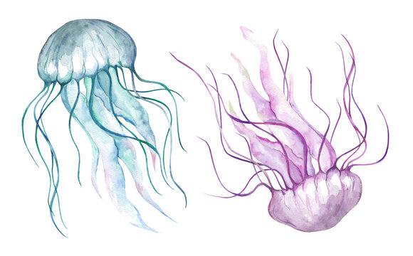 Set of watercolor illustrations of the underwater ocean world. Jellyfish isolated on white background