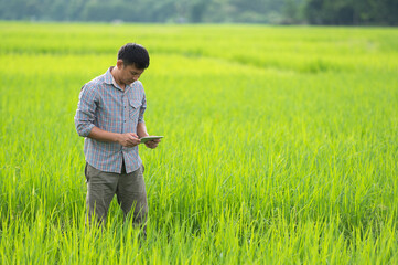 Naklejka na ściany i meble An Asian farmerUsing a Tablet in an Agriculture Field