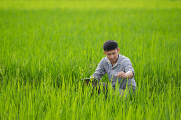 An Asian farmerUsing a Tablet in an Agriculture Field