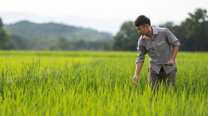 Naklejka na ściany i meble young Asian farmer examines rice on field