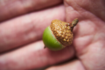 Żołądź, dębu, Quercus © Marcin Łazarczyk