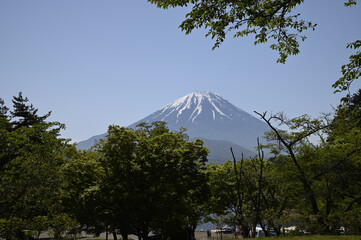 木々の間から見える冠雪した富士山