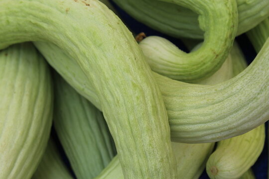 exotic vegetables Turkish cucumber (Acur or Hita)