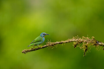 Glowing honey vine is a small bird of the tanager family.