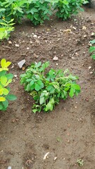 Close up low angle view of peanut plants (Arachis hypogaea) growing in a field in south Georgia with negative space.