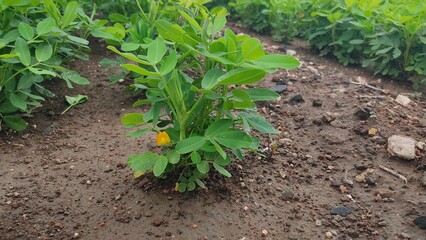 Close up low angle view of peanut plants (Arachis hypogaea) growing in a field in south Georgia with negative space.