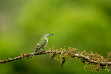 Glowing honey vine is a small bird of the tanager family.