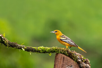 The Baltimore oriole is a small blackbird common in eastern North America as a migratory breeding bird.