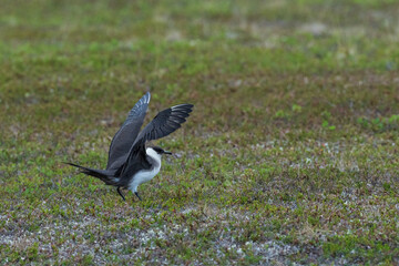 Parasitic jaeger (Stercocarius parasiticus) flight