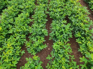 Peanut leaf damage by disease and pest, crop planting at the field.