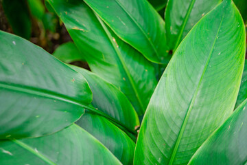 Heliconia Densiflora green leaf background when growing on the garden park. The photo is suitable to use for nature background flower poster and botanical content media.