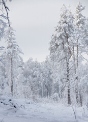 Naklejka premium snow covered trees in winter