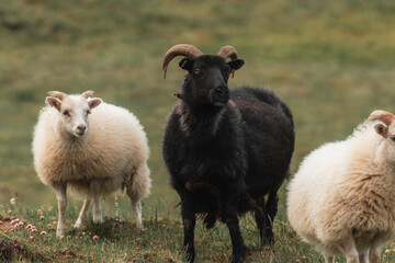 Fototapeta premium Sheep in grass
