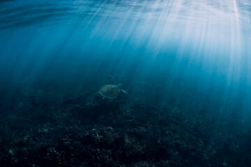 Fototapeta na wymiar Sea turtle underwater in ocean with sun rays. Green sea turtle with sunlight trough water surface