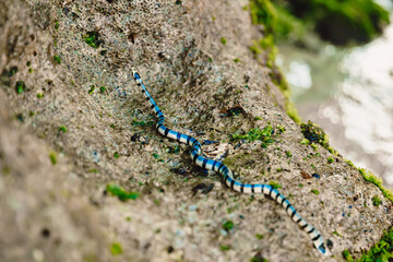 Dangerous Sea snake Krait on stone. Venomous reptile outdoor