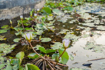White flower blossom of Lotus flower Nymphaea over the fish pond. The photo is suitable to use botanical content media environmental poster and nature background