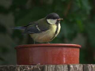 Kohlmeise an der Wasserstelle