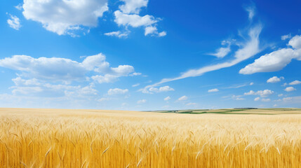 Rural Landscape in Spring with Wheat Field