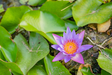 Purple and white flower blossom of Lotus flower Nymphaea over the fish pond. The photo is suitable to use for botanical content media and flowers nature photo background.