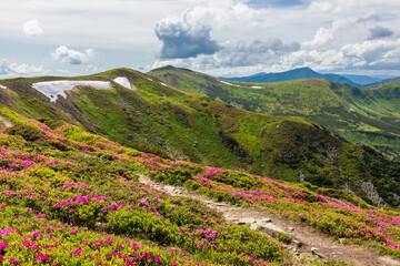 Flowering of the Carpathian rhododendron in the Carpathians.